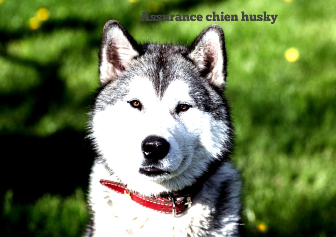 Assurance chien husky