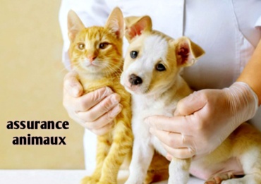 Assurance animaux de compagnie pas cher