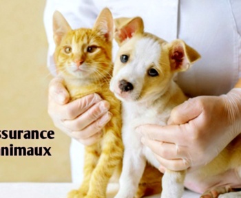 Meilleur assurance animaux france