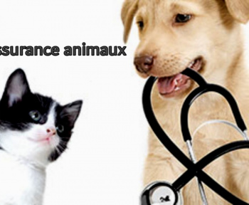 April assurance animaux
