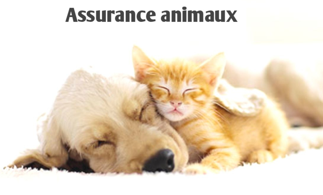 MMA assurance animaux