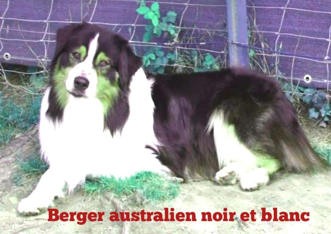 Berger australien noir et blanc