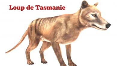 Loup de Tasmanie