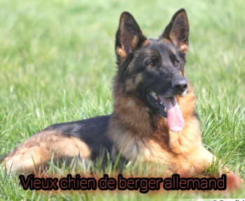 Vieux chien de berger allemand