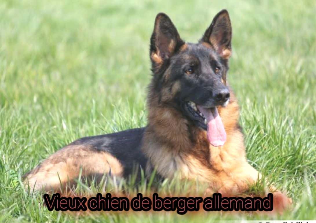 Vieux chien de berger allemand