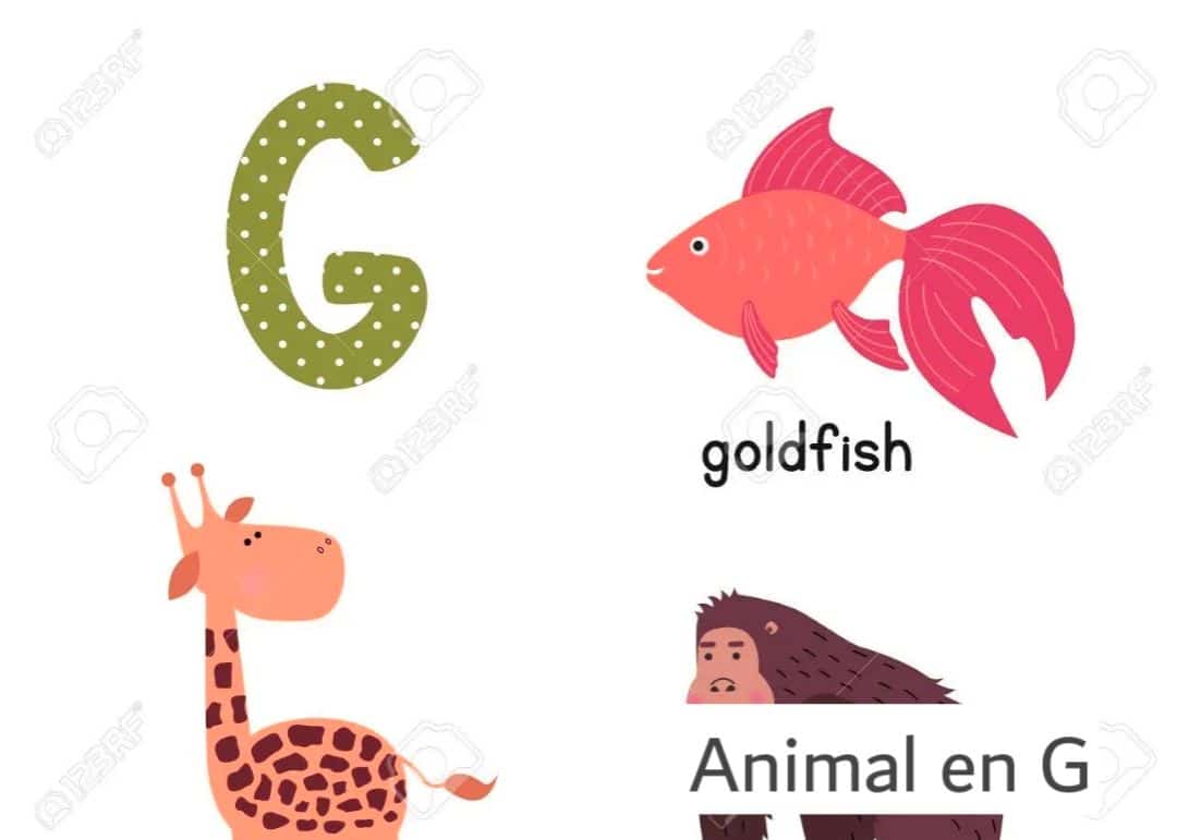 Animal en G