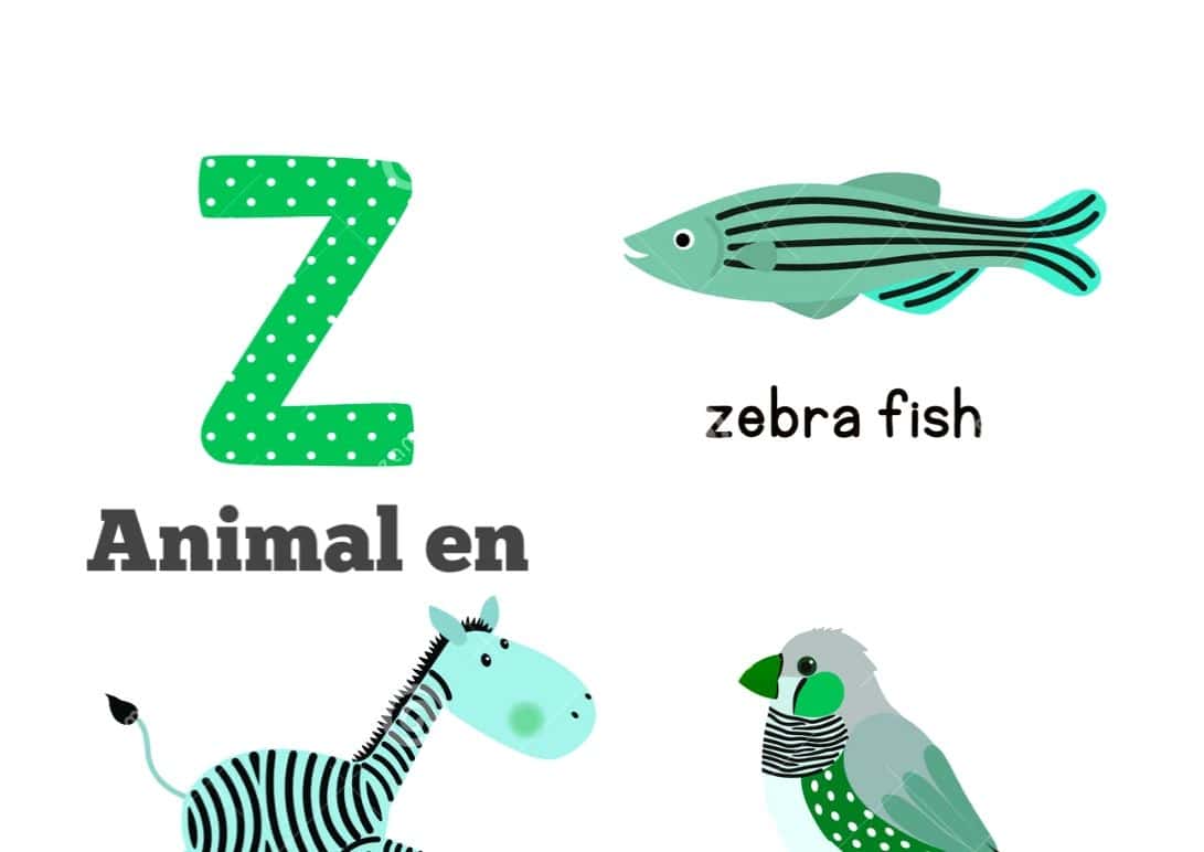 animal en Z