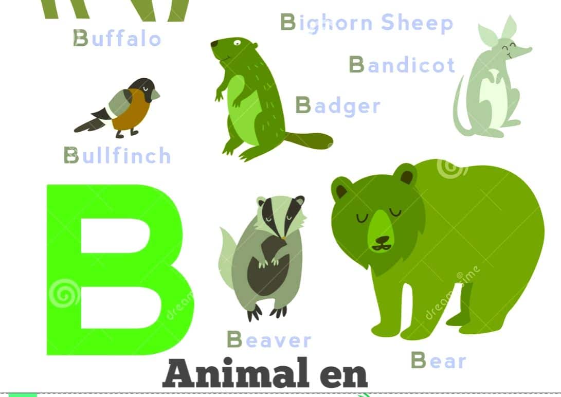Animal en B , Animal commençant par B - Informations
