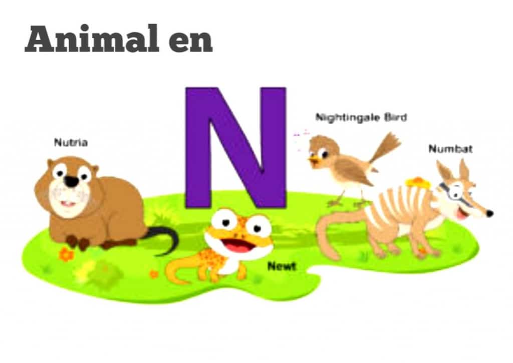 Animal en N , Animal commençant par N Informations