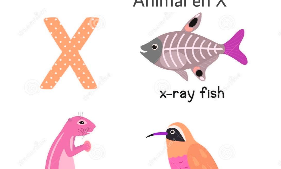 animaux en X