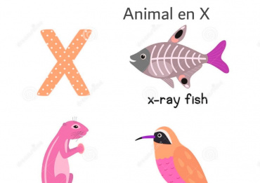 animaux en X