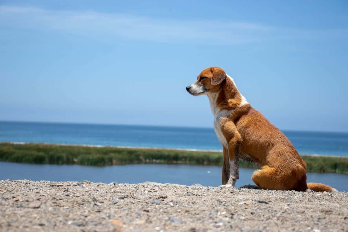 Est-ce qu'il faut assurer un chien ?